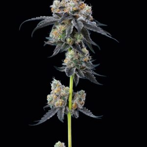 Gelato 33 Feminized Seeds by Mavericks Genetics