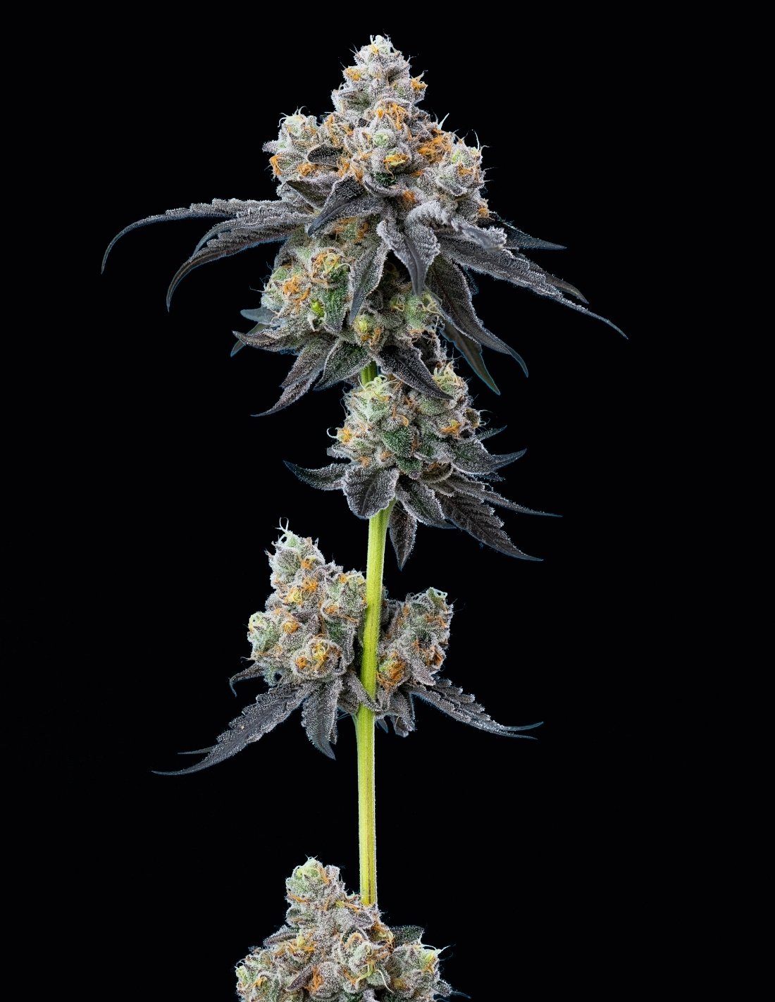 Gelato 33 Feminized Seeds by Mavericks Genetics