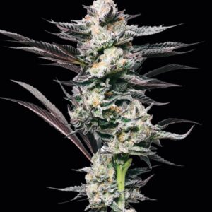 Girl Scout Cookies Feminized Seeds by Mavericks Genetics