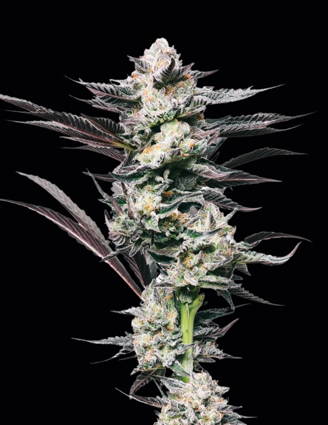 Girl Scout Cookies Feminized Seeds by Mavericks Genetics