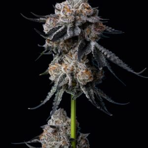 Gorilla Glue #4 Feminized Seeds by Mavericks Genetics