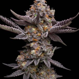 Gorilla Truffle Feminized Seeds by Bulk Legacy