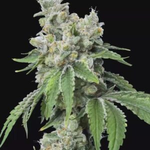 Grandiflora Guava Feminized Seeds by Mavericks Genetics