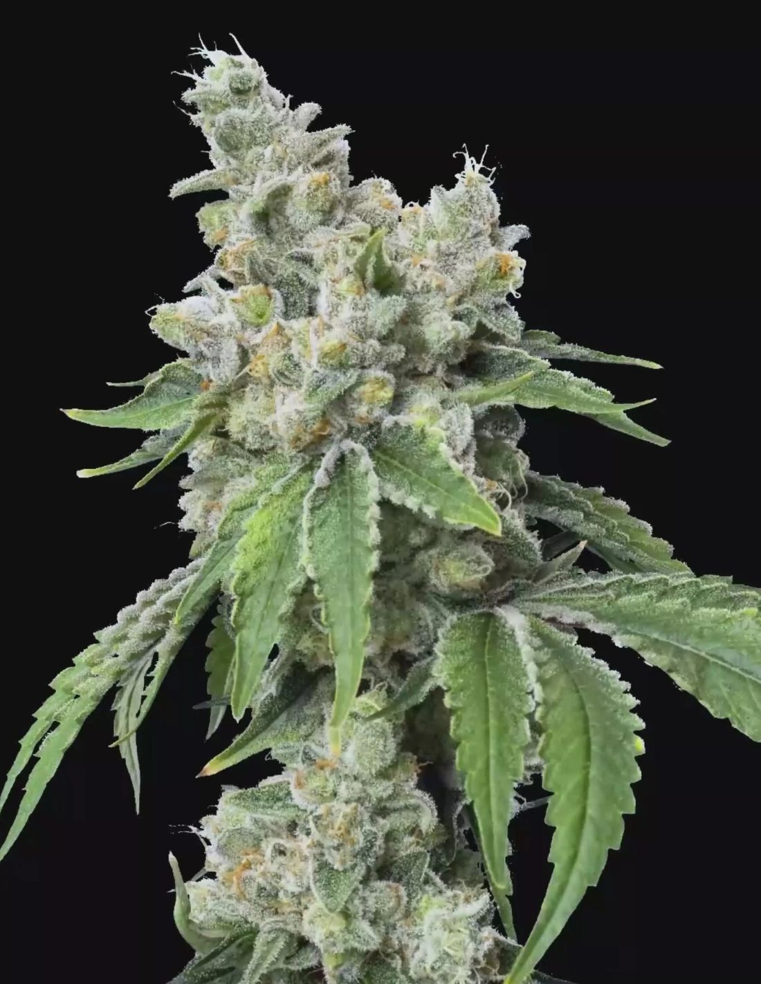 Grandiflora Guava Feminized Seeds by Mavericks Genetics