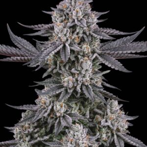 Grapes & Cream Feminized Seeds by Bulk Legacy