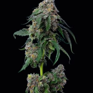 Gush Mints Feminized Seeds by Mavericks Genetics