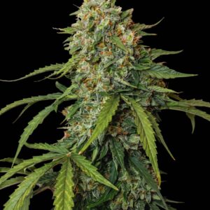 Jake Haze Feminized Seeds by Bulk Legacy