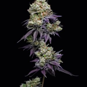 Jasmine Panna Cotta Feminized Seeds by Mavericks Genetics