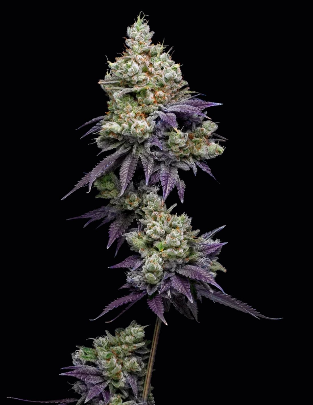 Jasmine Panna Cotta Feminized Seeds by Mavericks Genetics