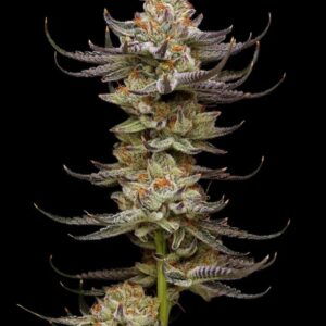 Jelly Cake Feminized Seeds by Mavericks Genetics