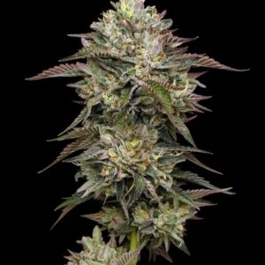 Kiwi x Cookie Dog Auto Seeds by Mavericks Genetics