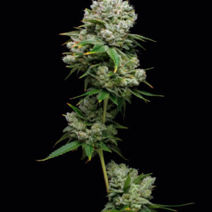 Kiwi x Papaya Feminized Seeds by Mavericks Genetics