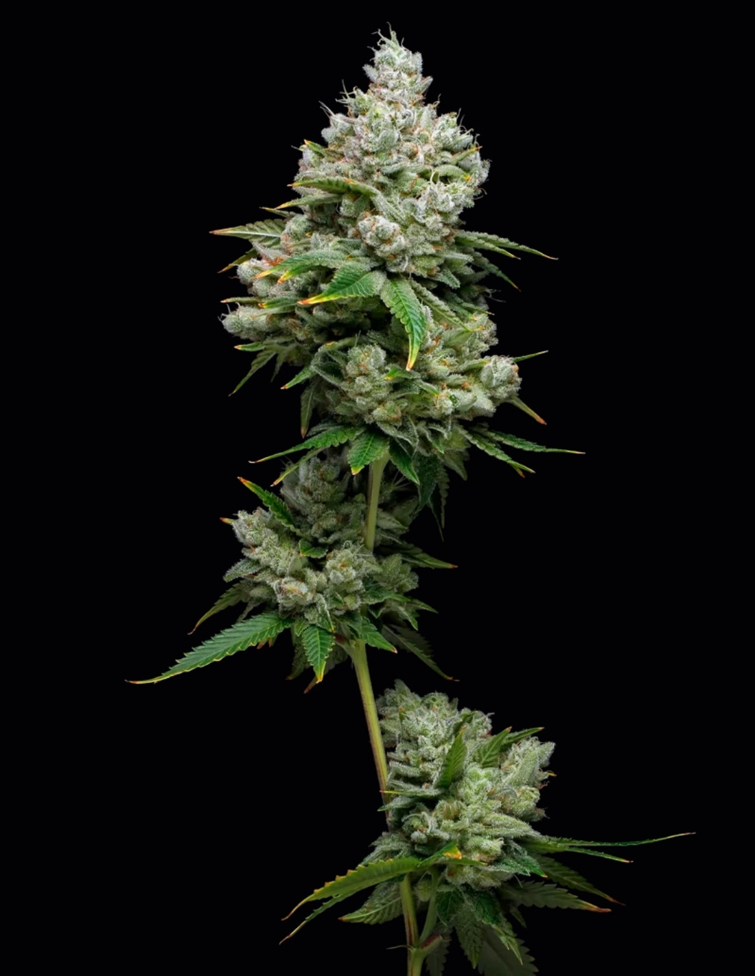 Kiwi x Papaya Feminized Seeds by Mavericks Genetics