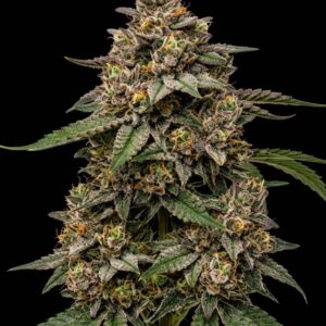 LA Runtz Feminized Seeds by Bulk Legacy