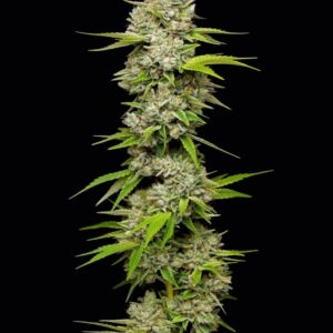 Lemon Blueberry Feminized Seeds by Mavericks Genetics