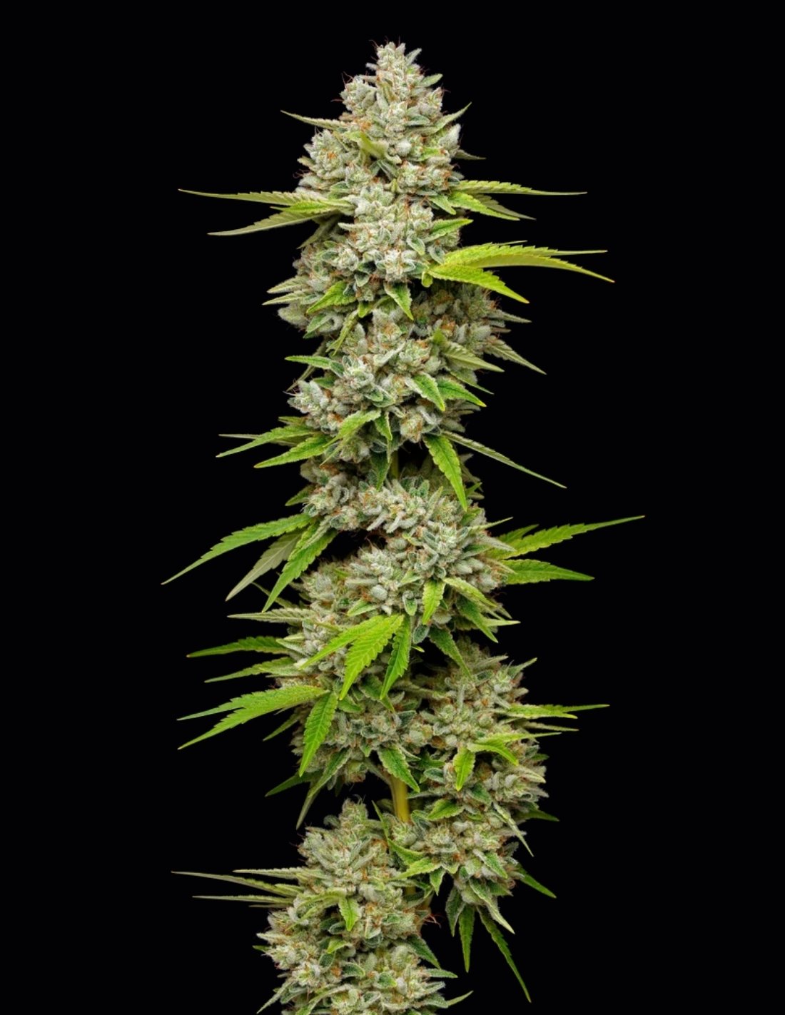 Lemon Blueberry Feminized Seeds by Mavericks Genetics