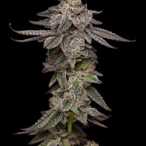 Lemon Cherry Gelato Feminized Seeds by Mavericks Genetics
