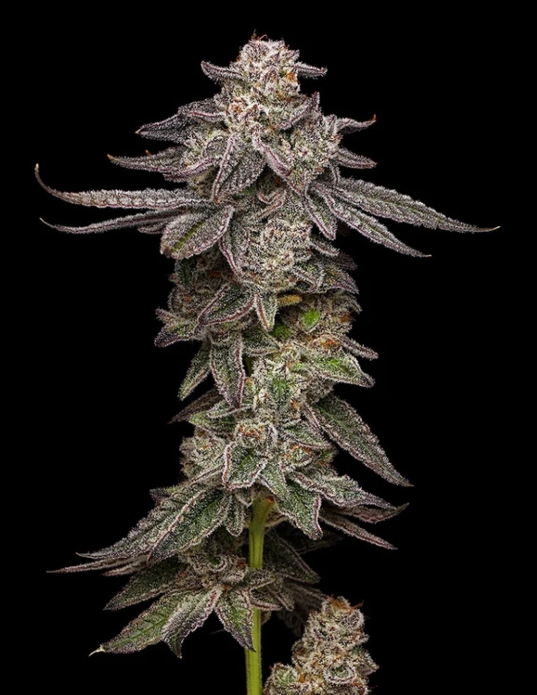 Lemon Cherry Gelato Feminized Seeds by Mavericks Genetics