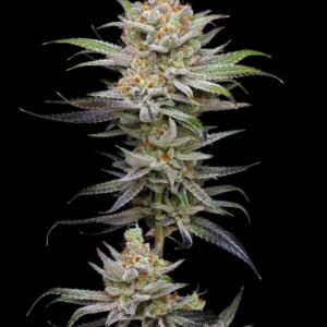 Lime Spritzer Auto Seeds by Mavericks Genetics