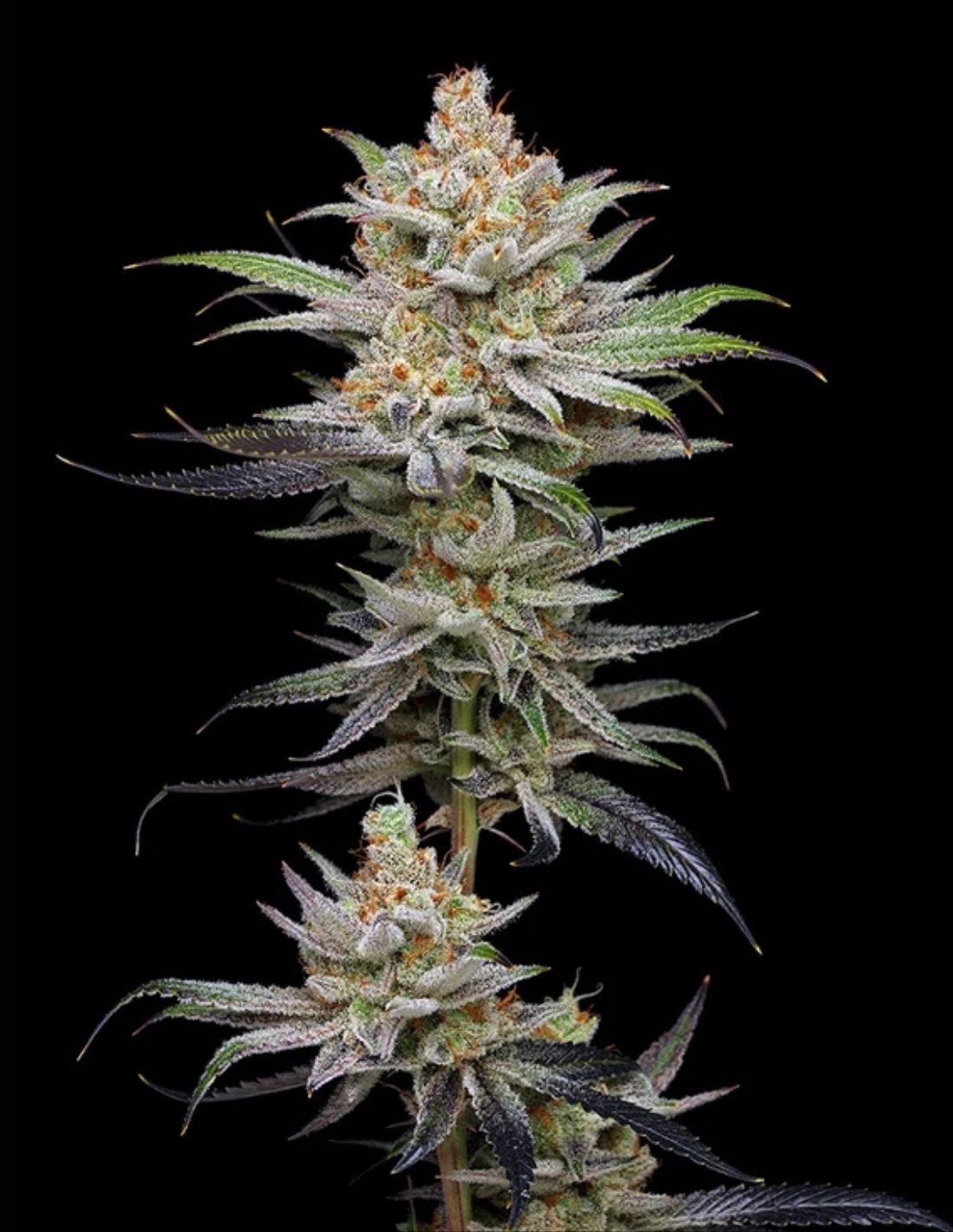 Lime Spritzer Auto Seeds by Mavericks Genetics