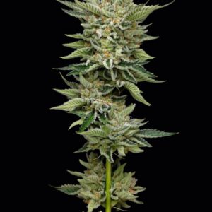 Marathon OG Feminized Seeds by Mavericks Genetics
