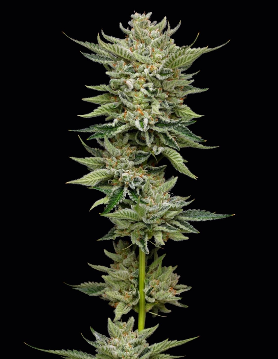 Marathon OG Feminized Seeds by Mavericks Genetics