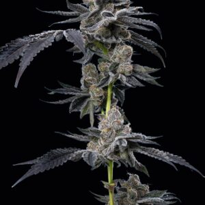 Motor Breath Feminized Seeds by Mavericks Genetics