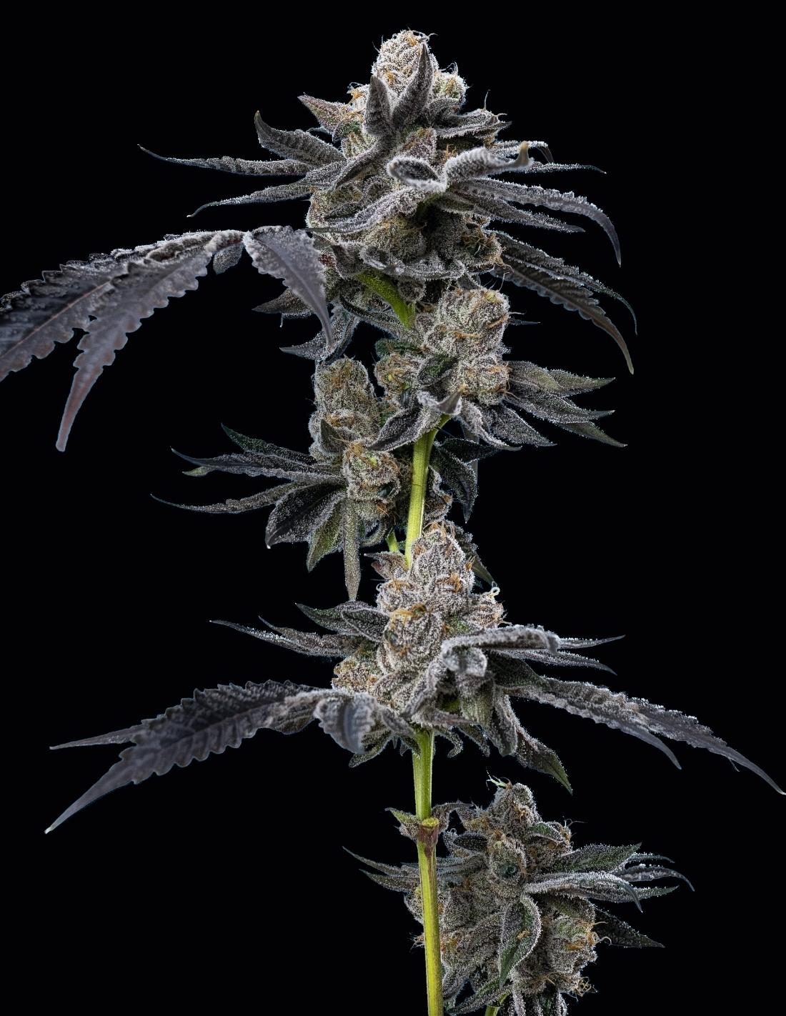 Motor Breath Feminized Seeds by Mavericks Genetics