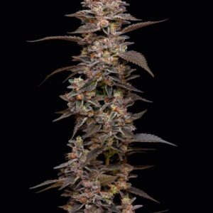 Munyunz Feminized Seeds by Mavericks Genetics