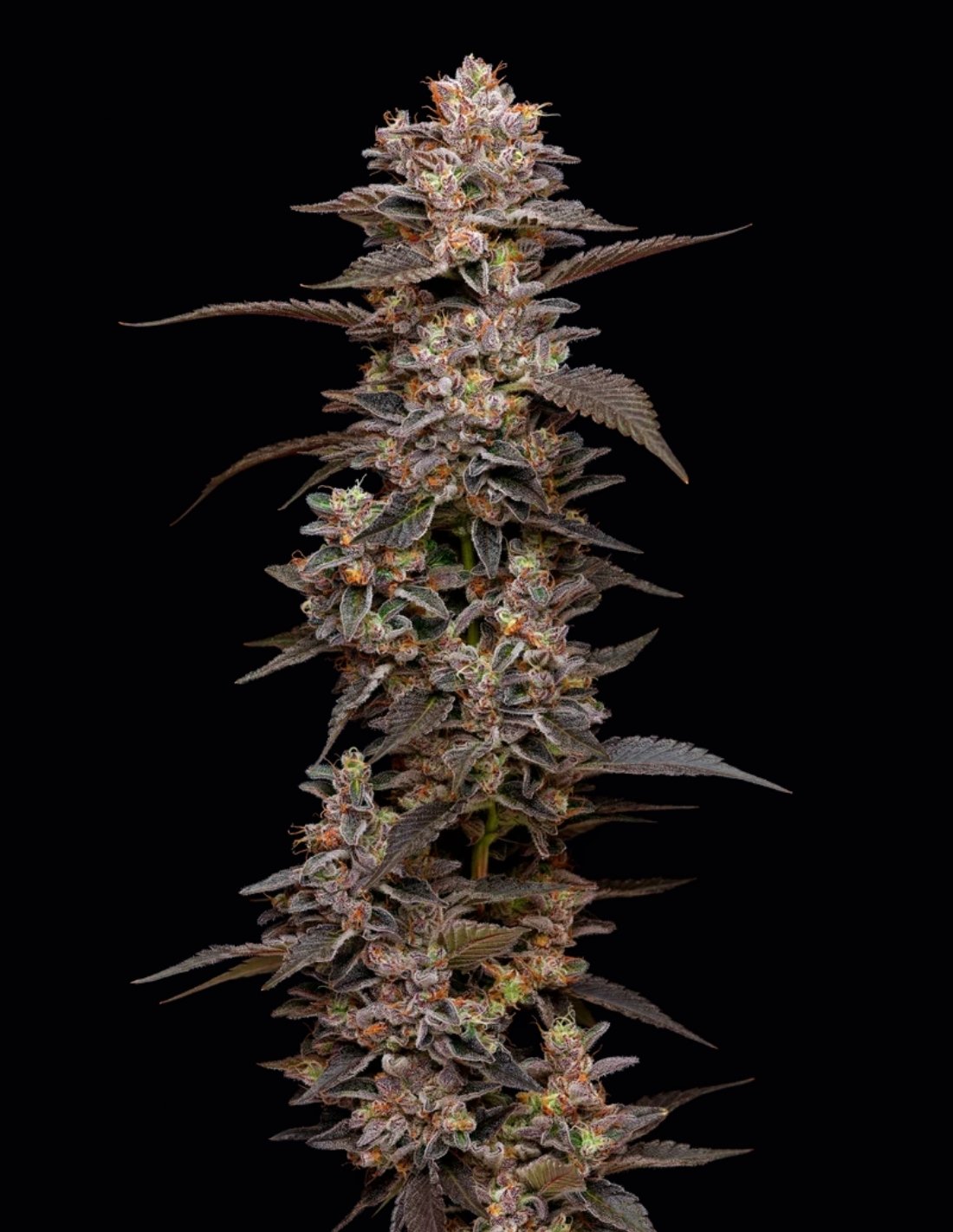 Munyunz Feminized Seeds by Mavericks Genetics
