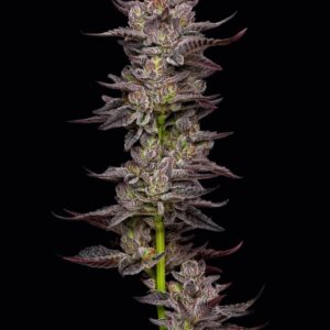 Oreoz Feminized Seeds by Mavericks Genetics