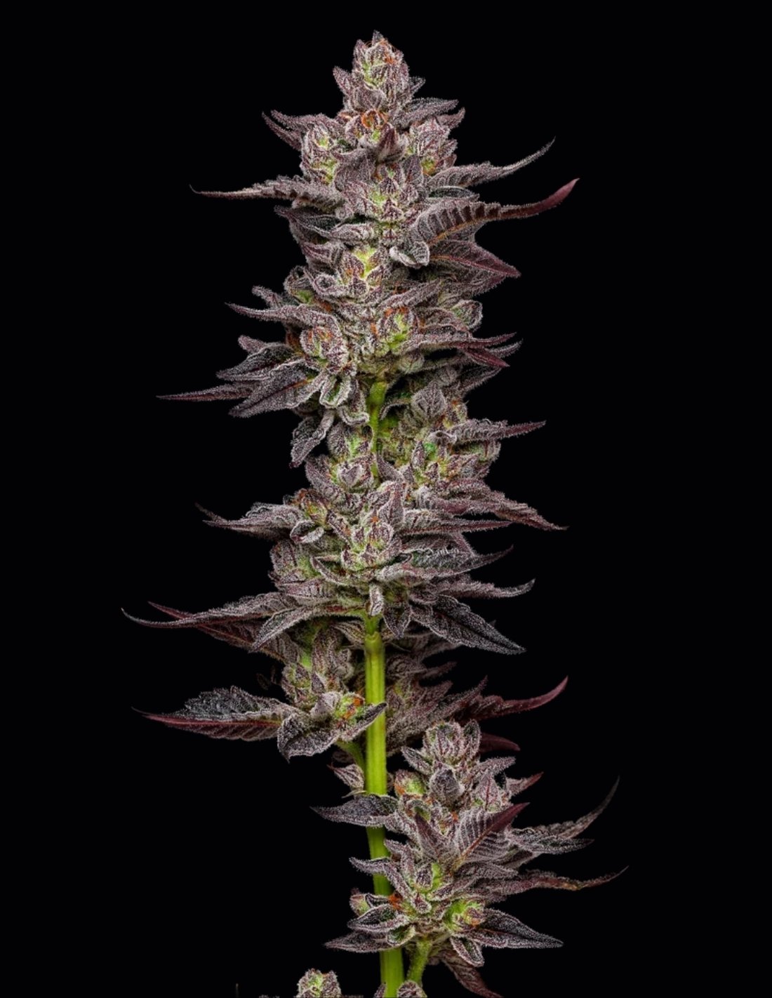 Oreoz Feminized Seeds by Mavericks Genetics