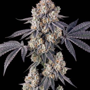 Pablo's Revenge Feminized Seeds by Bulk Legacy