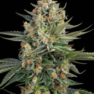 Papayahuasca Feminized Seeds by Bulk Legacy