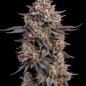 Pave Runtz Feminized Seeds by Bulk Legacy