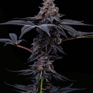 Peanut Butter Breath Feminized Seeds by Mavericks Genetics