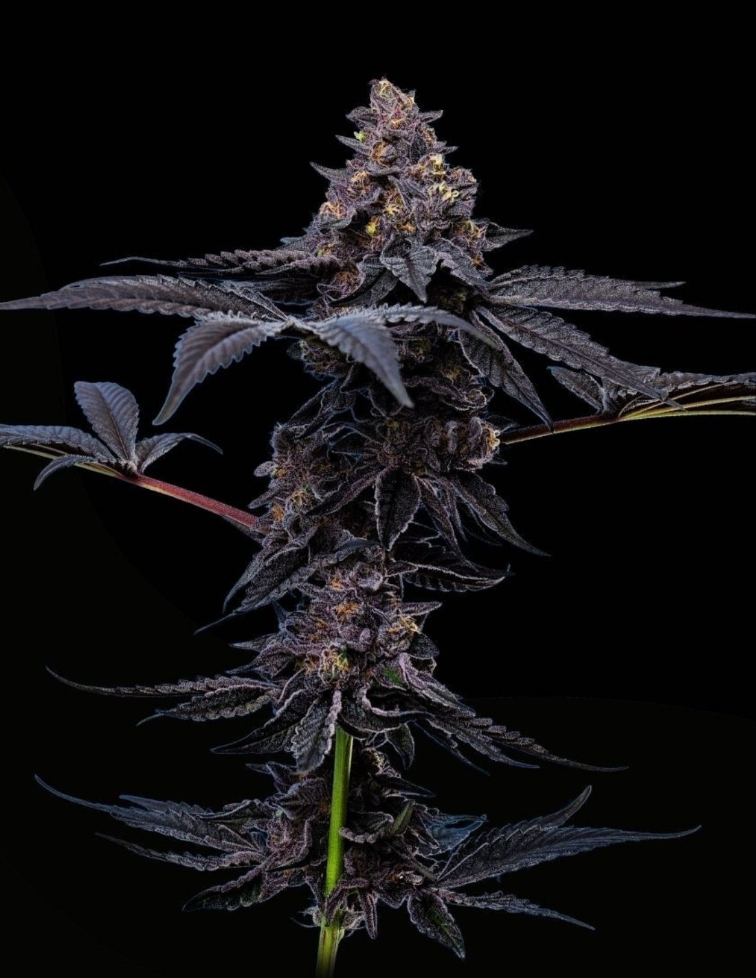 Peanut Butter Breath Feminized Seeds by Mavericks Genetics