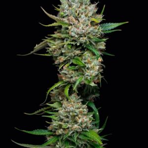 Permanent Marker Feminized Seeds by Mavericks Genetics