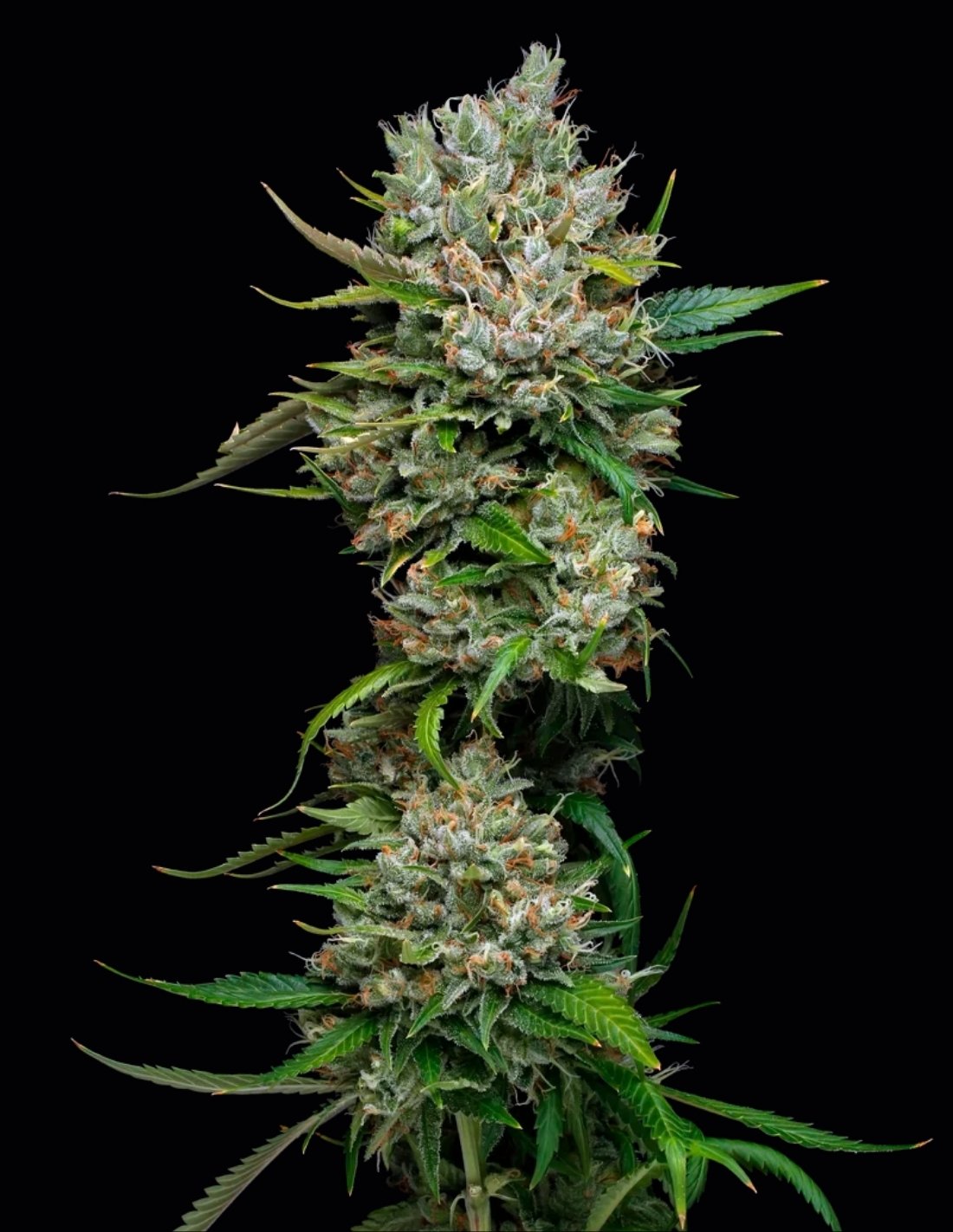 Permanent Marker Feminized Seeds by Mavericks Genetics