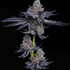 Platinum OG Feminized Seeds by Mavericks Genetics