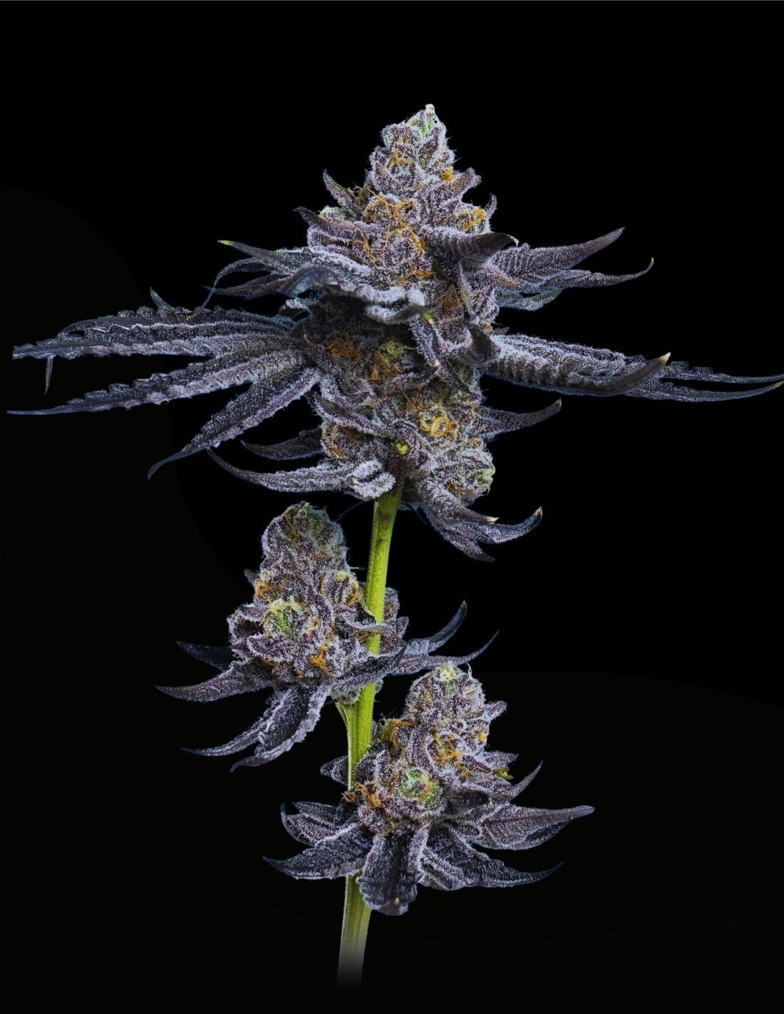 Platinum OG Feminized Seeds by Mavericks Genetics