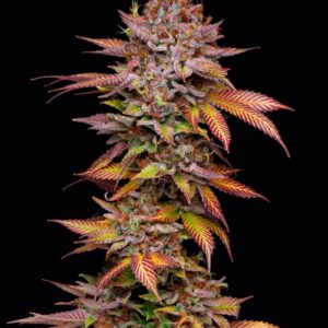Poison Runtz Feminized Seeds by Mavericks Genetics