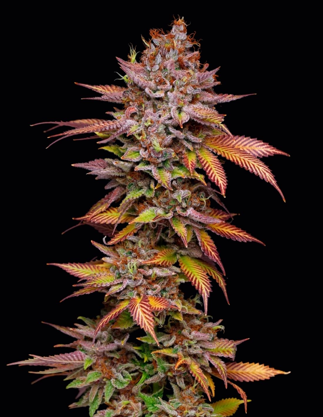 Poison Runtz Feminized Seeds by Mavericks Genetics