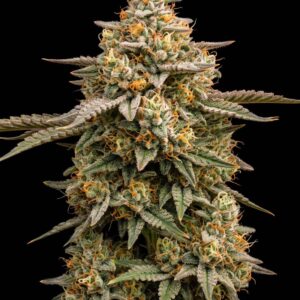 Purple Gelonade Feminized Seeds by Bulk Legacy