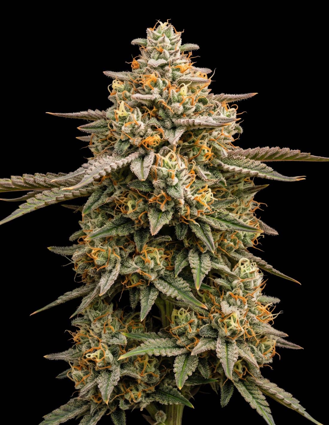 Purple Gelonade Feminized Seeds by Bulk Legacy
