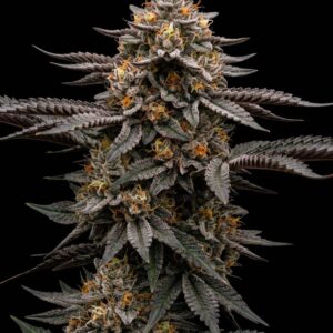 Purple Pineapple Feminized Seeds by Bulk Legacy