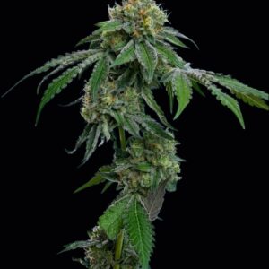 RS11 Feminized Seeds by Mavericks Genetics