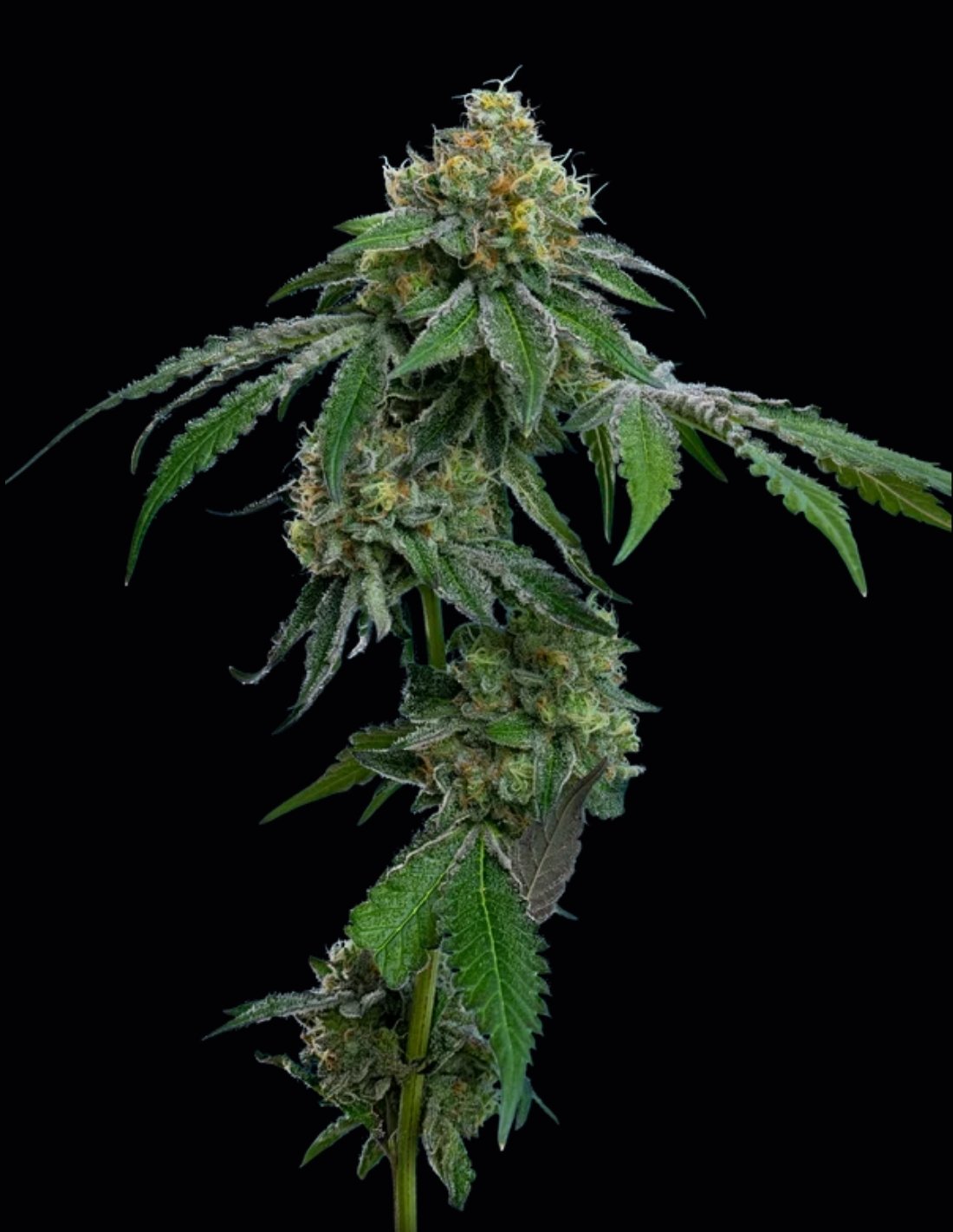 RS11 Feminized Seeds by Mavericks Genetics