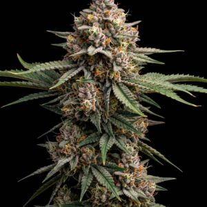 SFV OG Feminized Seeds by Bulk Legacy
