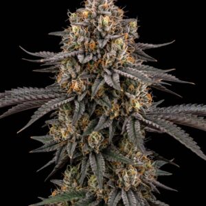 Sherbanger Feminized Seeds by Bulk Legacy